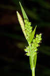 Eastern woodland sedge